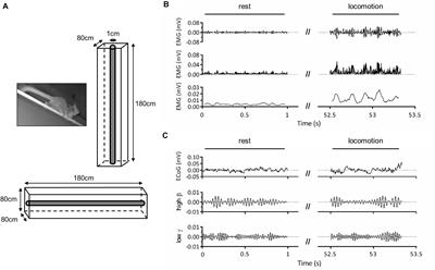 Oscillatory Activity in Mouse Lemur Primary Motor Cortex During Natural Locomotor Behavior